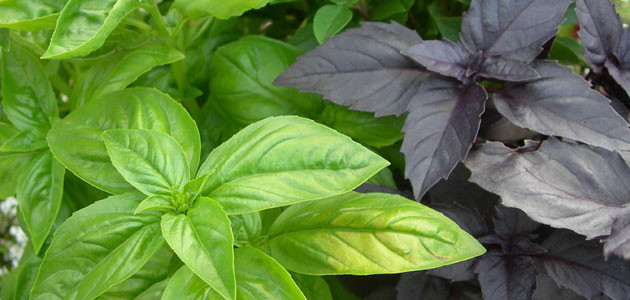 Read more about the article Basil Care