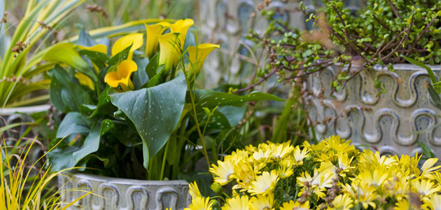 Read more about the article Garden Styling with Pots