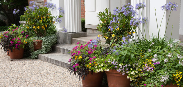 Read more about the article Summer Colour in Containers