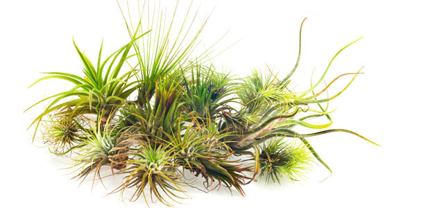 Read more about the article Air Plants