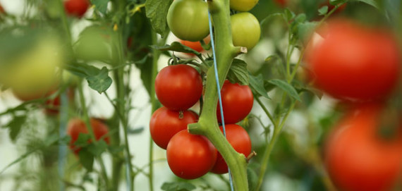 Read more about the article Grow Your Own Tomatoes