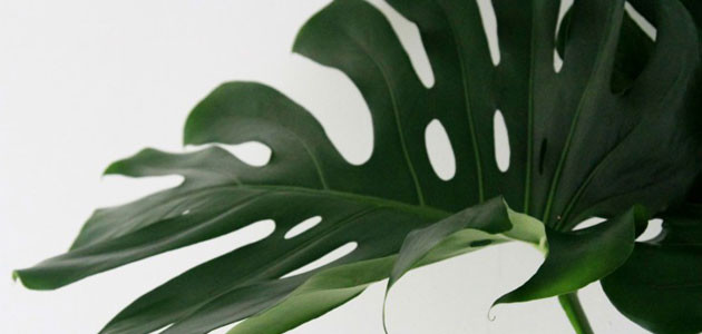 Read more about the article Cool Jungle Homeware Trends