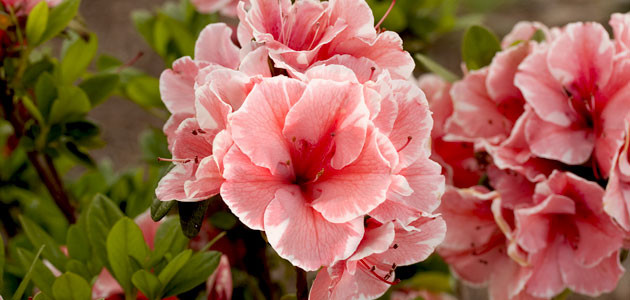 Read more about the article How to Grow Encore Azalea Successfully
