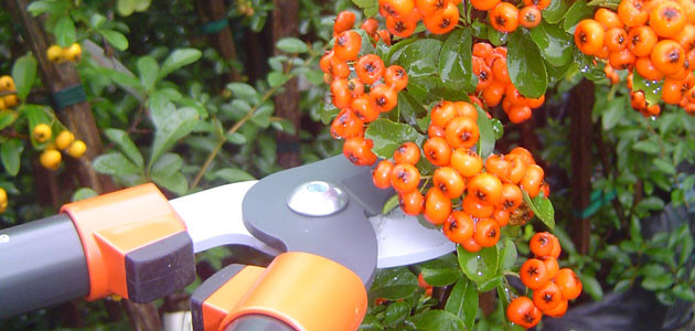 Read more about the article Pruning in Autumn
