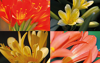 Read more about the article Clivia Show