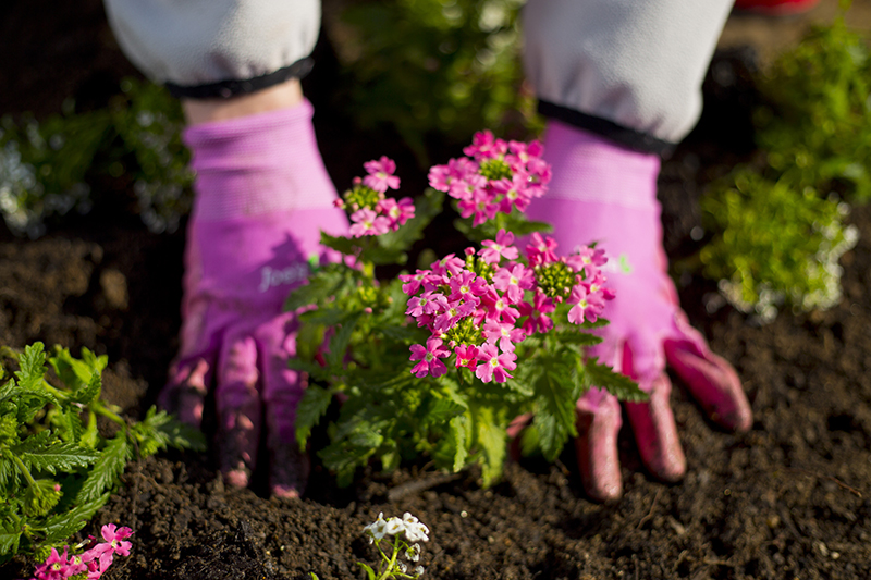 Read more about the article How to plant Seedlings