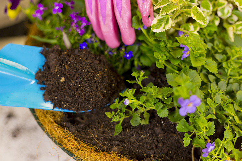 Read more about the article How to plant up a Hanging Basket