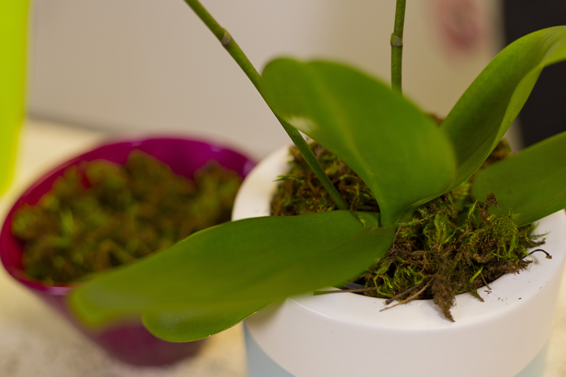 Read more about the article Quick Care Phalaenopsis (Moth Orchid)