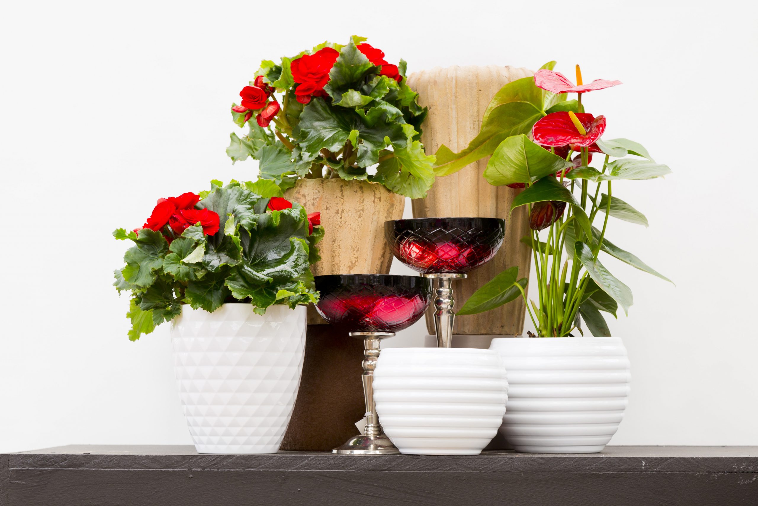 Read more about the article Flower Pots that POP!