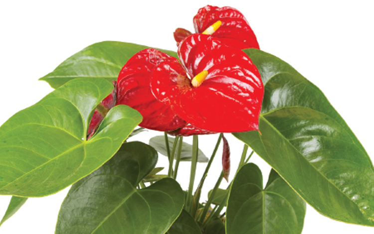 Read more about the article Flowering Indoor Pot Plants