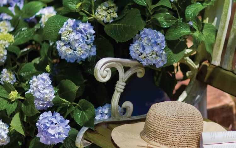 Read more about the article Hydrangeas