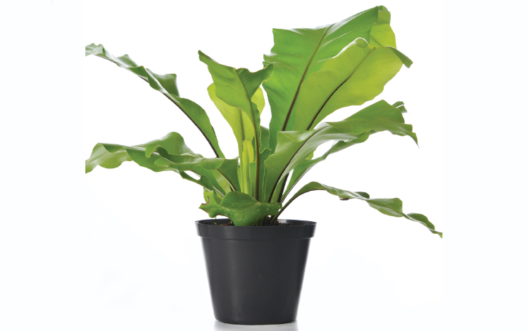 Read more about the article Foliage Indoor Pot Plants