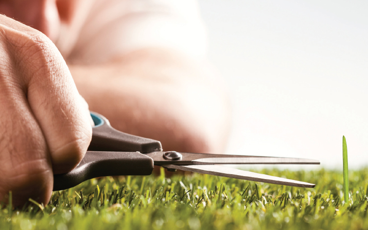 Read more about the article Lawns