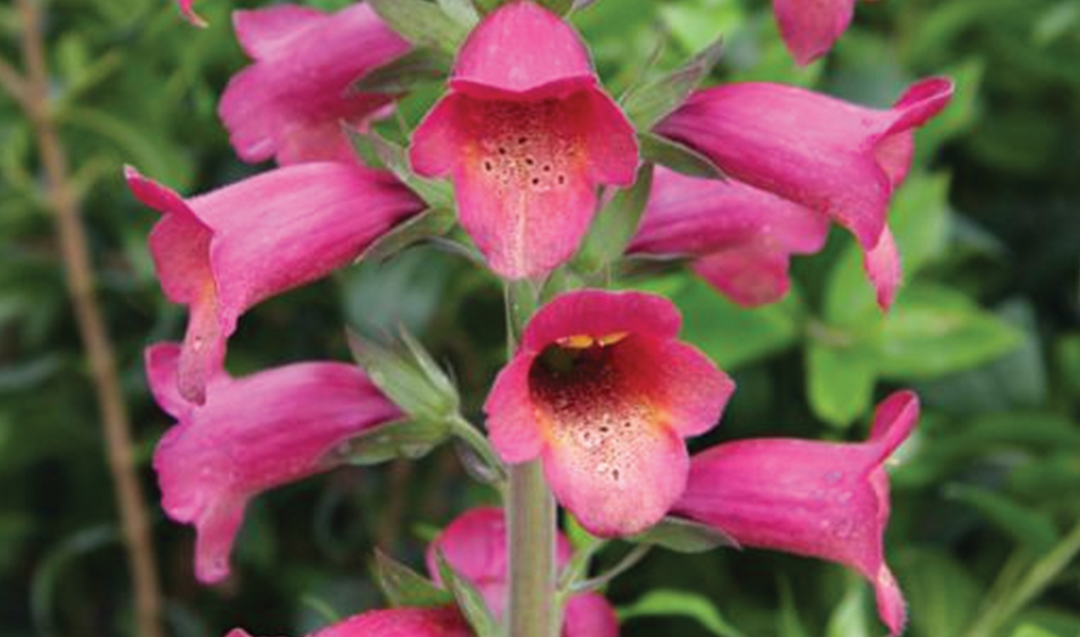 Read more about the article Foxglove
