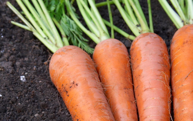 Read more about the article Carrots of Course!