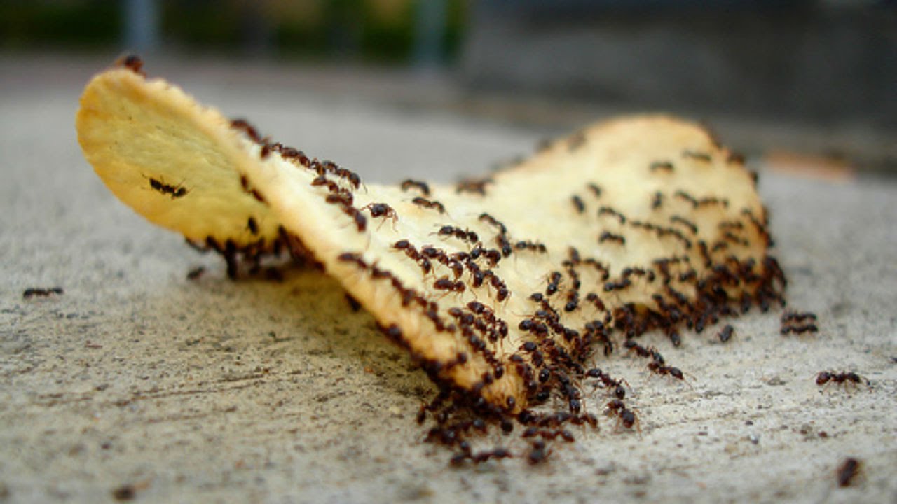 Read more about the article Ants Everywhere