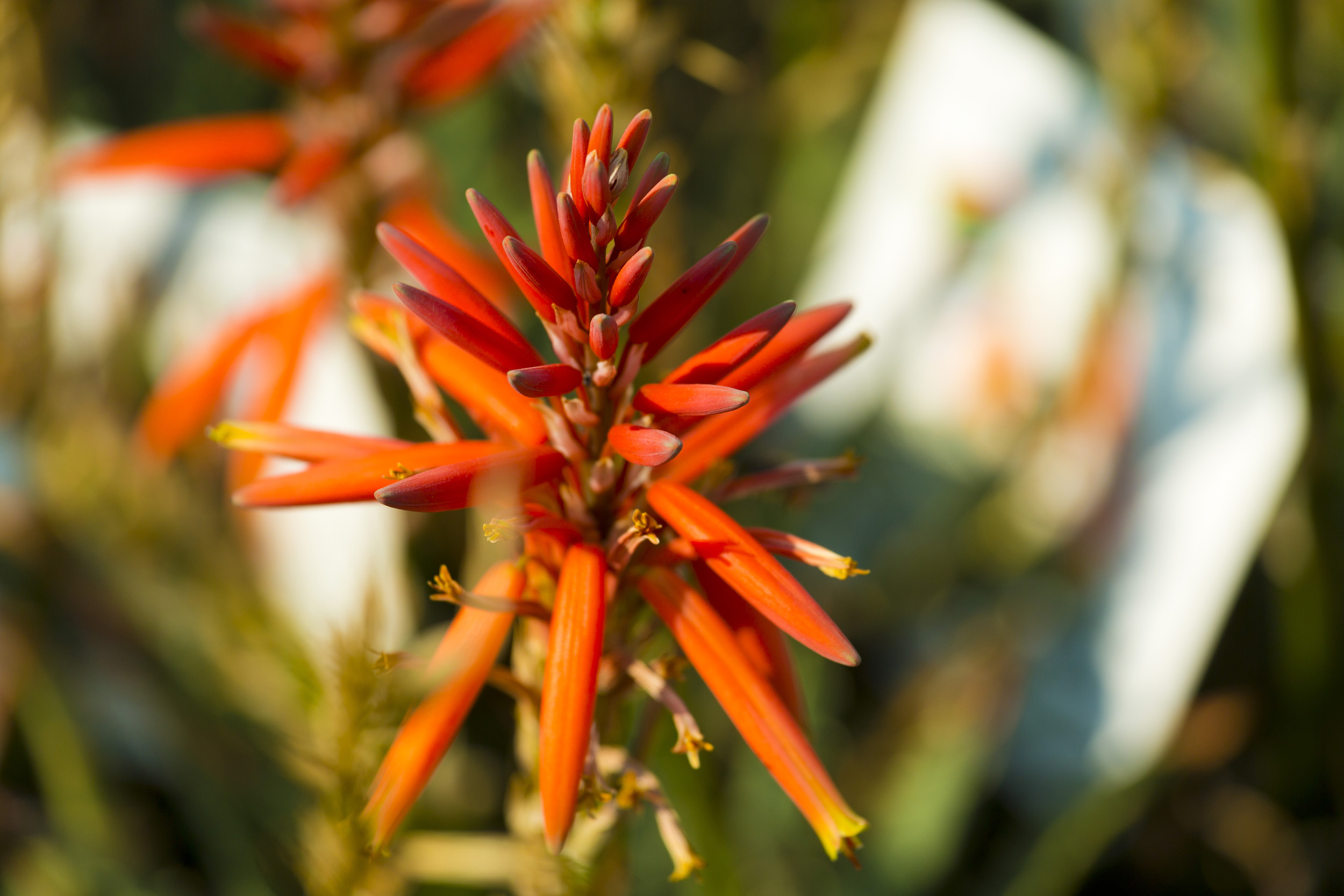 Read more about the article The Wonderful World of Aloes
