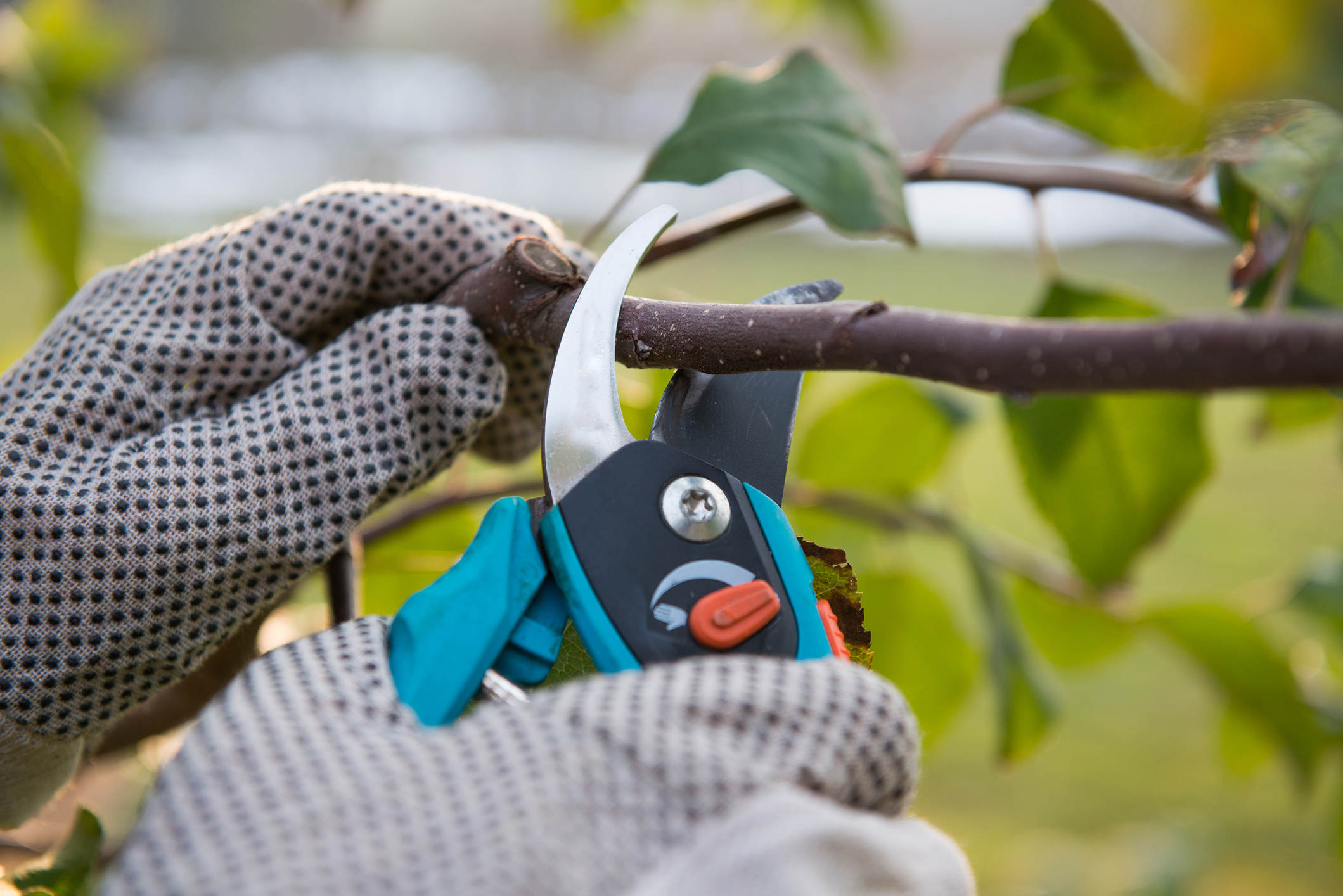 Read more about the article Gear up for rose pruning