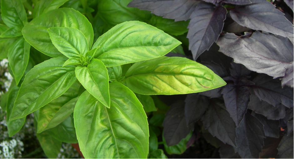 Read more about the article Beautiful Bountiful Basil