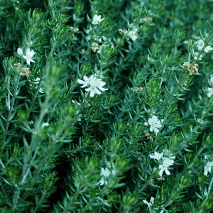 Westringia Rosemary