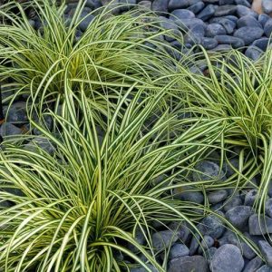 Evergold Sedge Grass
