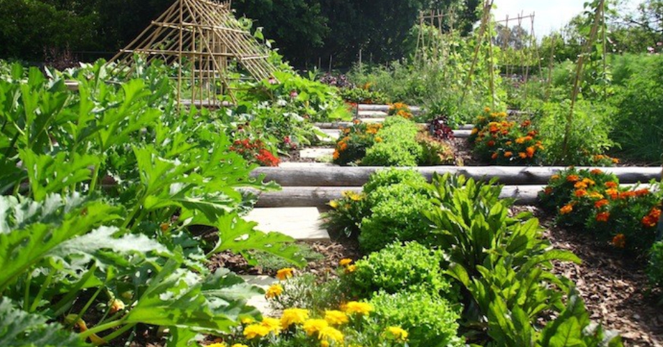 Read more about the article Vegetables, Art and Your Garden