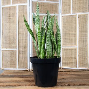 Mother-in-law’s tongue – Sansvieria 30cm