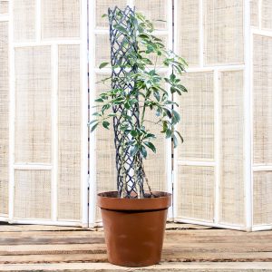 Umbrella Tree – Schefflera 30cm