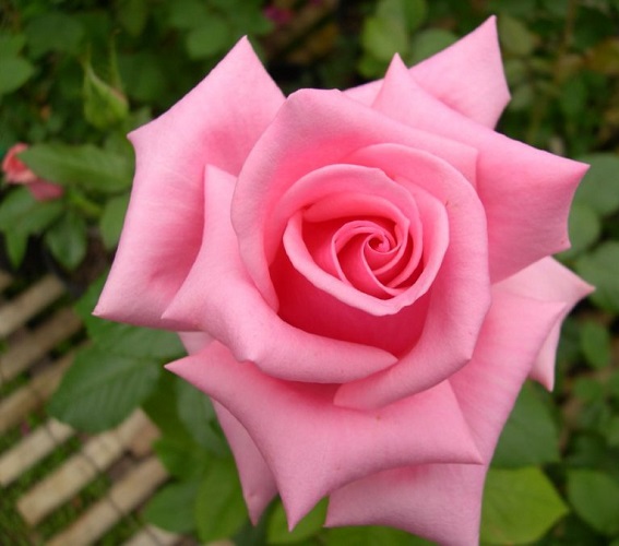 Rose | Andrea | Steltzer | Roses | Gardenshop