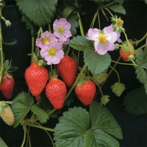 Strawberries in Hanging Basket