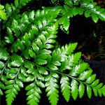 Leather leaf fern (Rumohra adiantiformis)