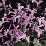 Plectranthus “Mona lavender"