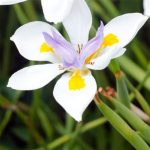 Wild Iris (Dietes grandiflora)