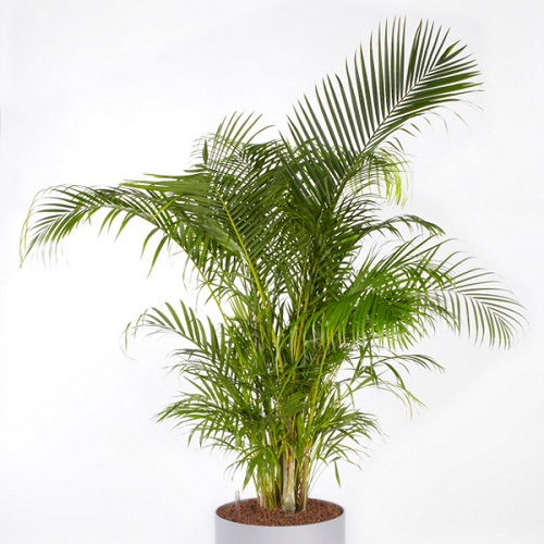18565183 - Bamboo Palm