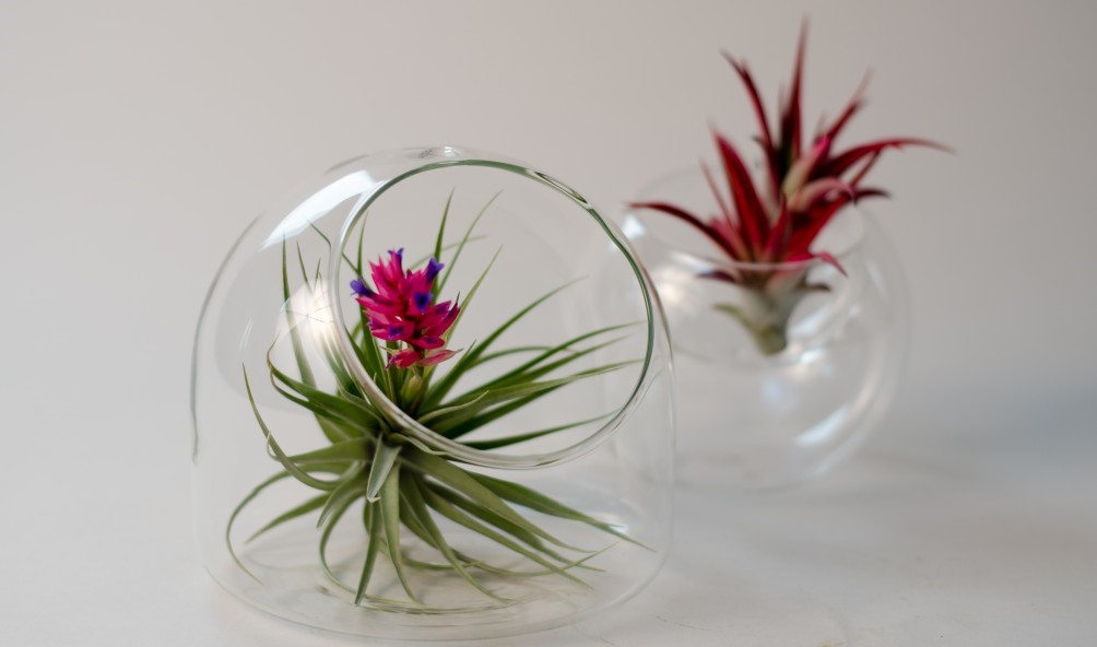 Read more about the article Air Plants!