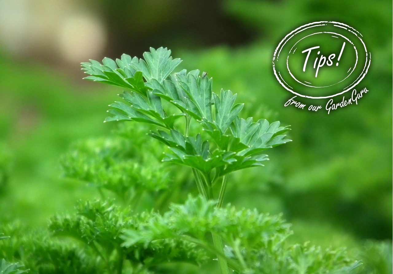 Read more about the article Practical Parsley