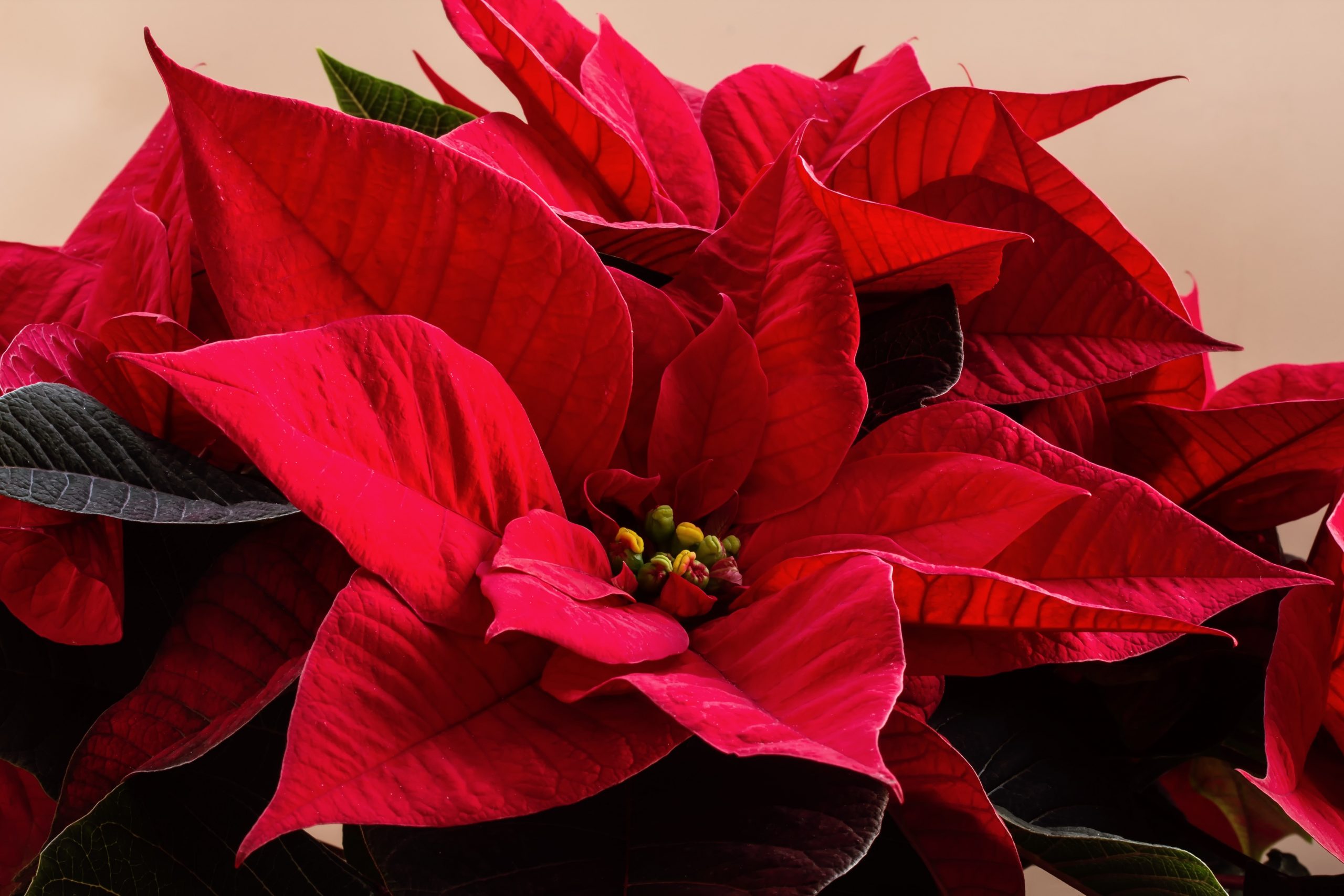 Read more about the article Poinsettia