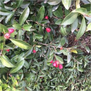 Syzygium Paniculatum 4L