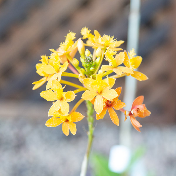 70054605 - Epidendrum - Butterfly Ground Orch (2)