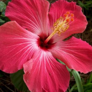 Hibiscus Rosa Sinesis STD
