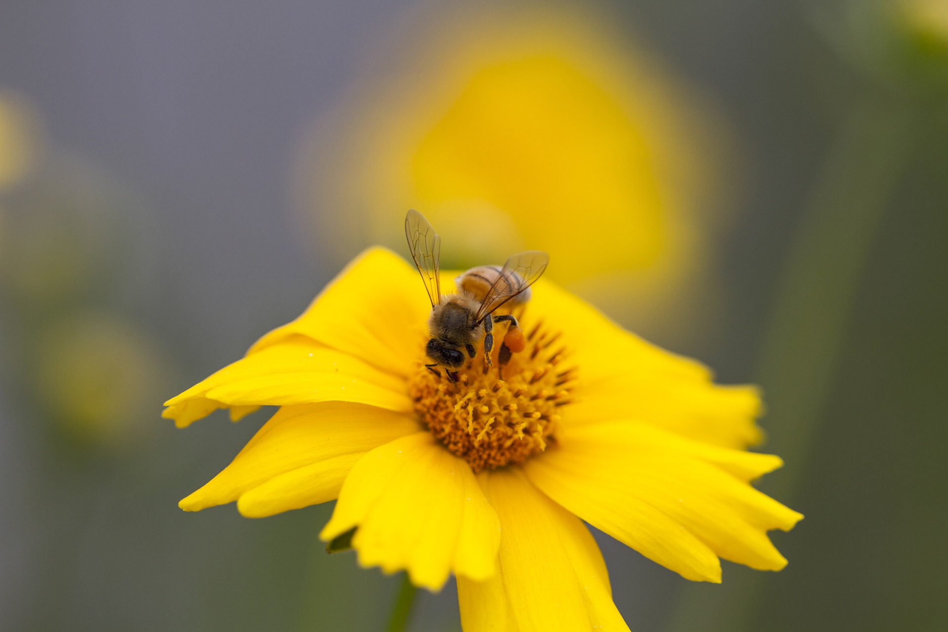 Read more about the article Bee Friendly Gardening