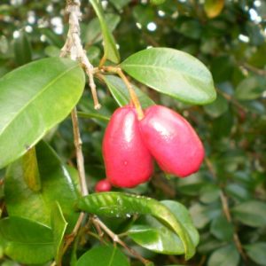 Syzygium Multi Cherry Bush
