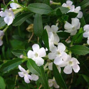 Freylinia Tropica White