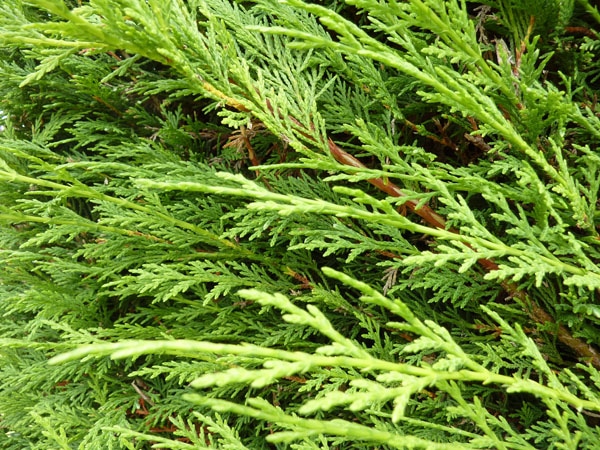 leyland-cypress-green