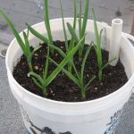 Garlic_in_container