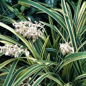 Ophiopogon jaburan ‘Vittatus’