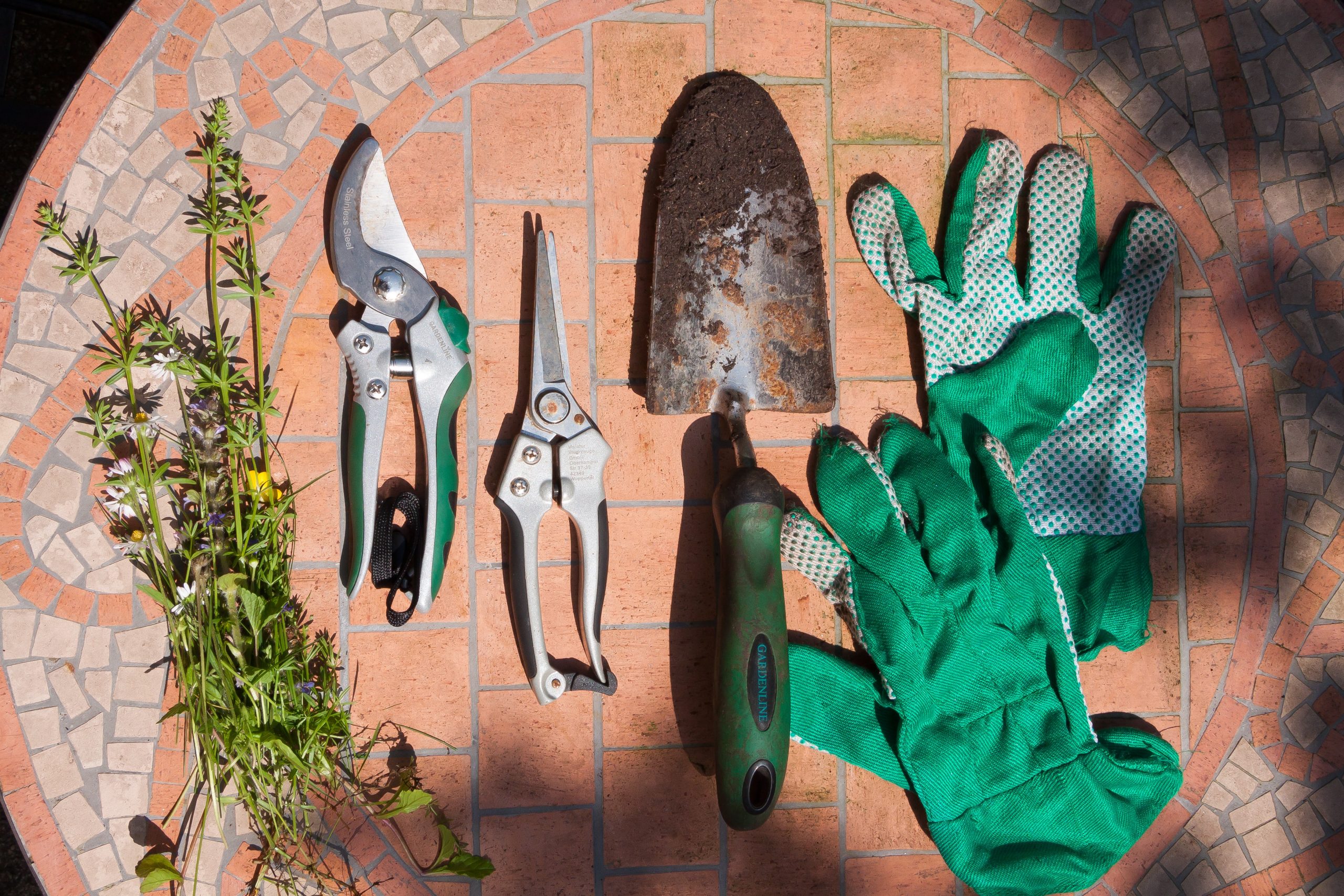 Read more about the article What to do in your garden in June