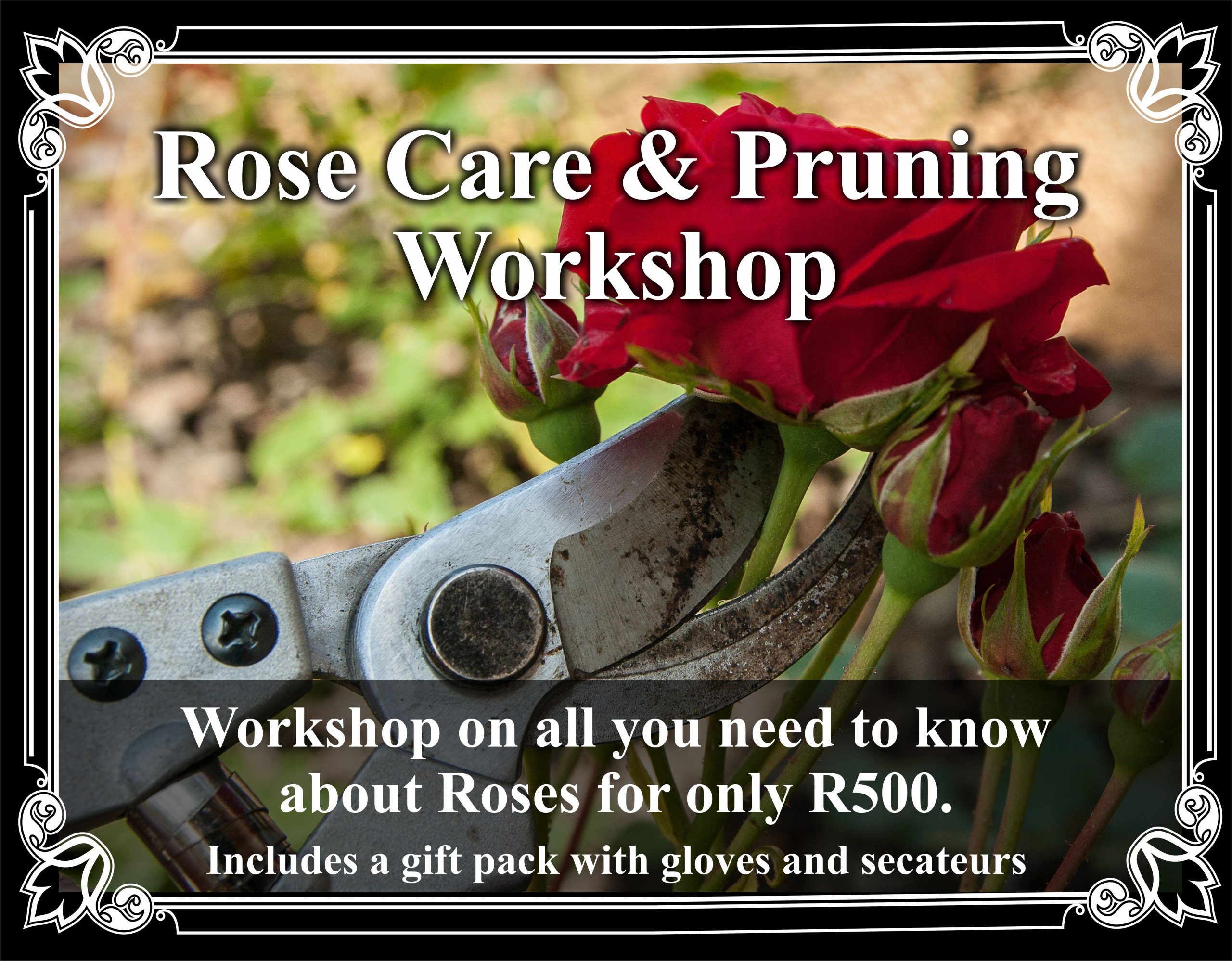 Rose pruning workshop