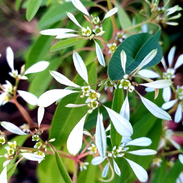 Euphorbia Euphoric White
