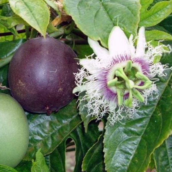 Granadilla passiflora